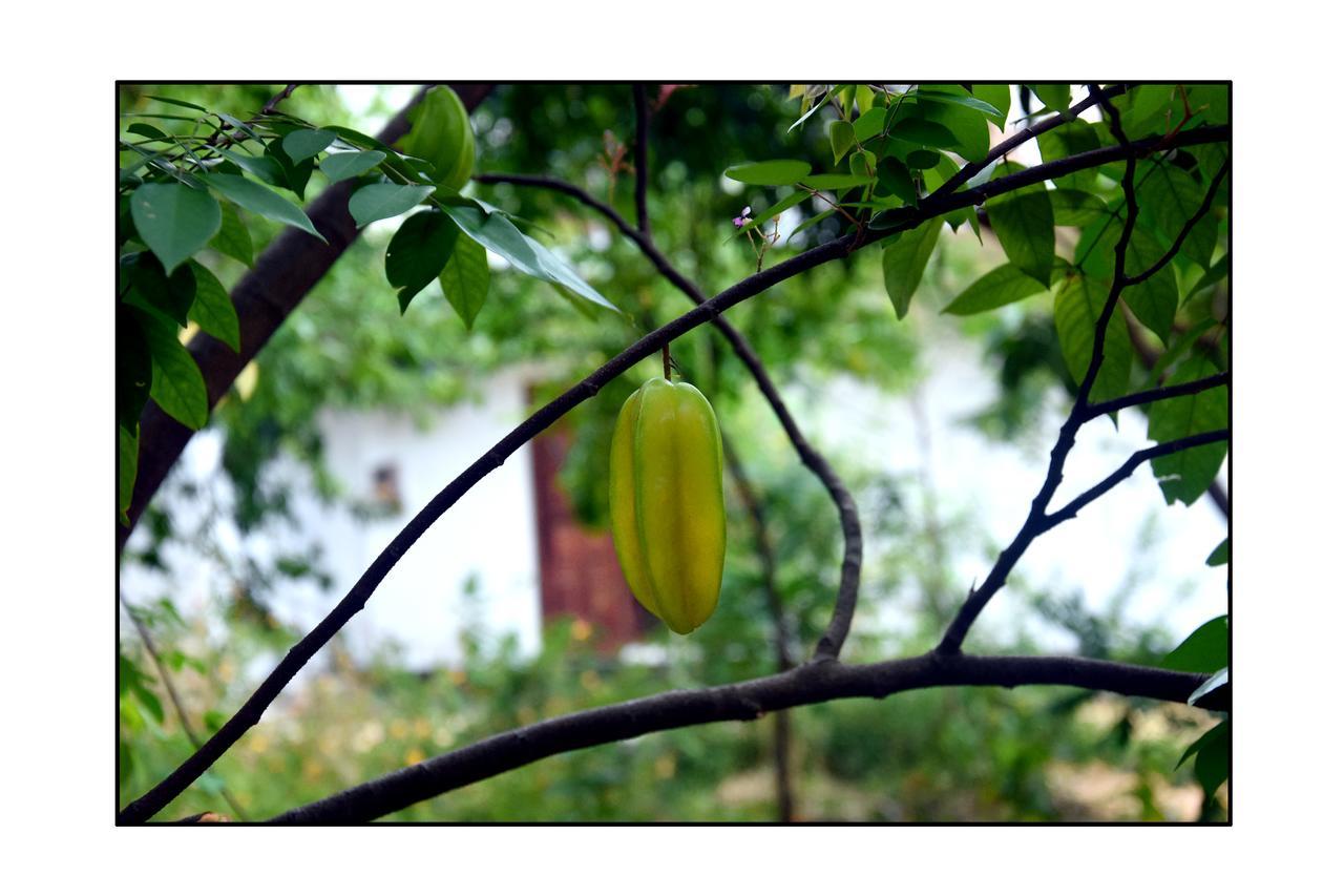Sun And Green Eco Lodge - Dambulla Bagian luar foto