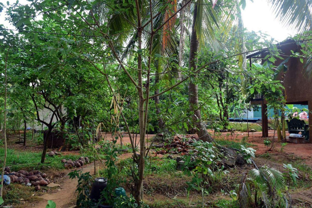 Sun And Green Eco Lodge - Dambulla Bagian luar foto